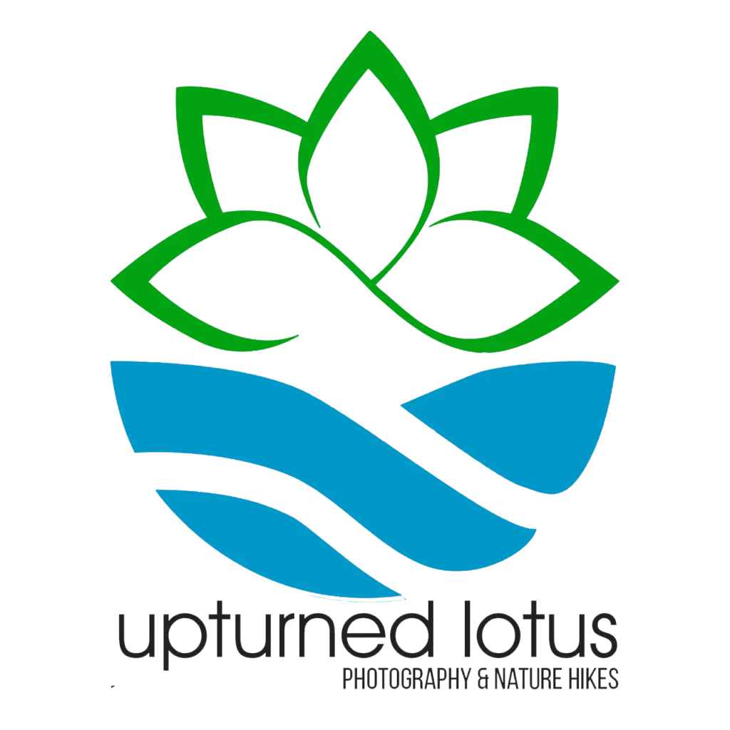 Upturned Lotus